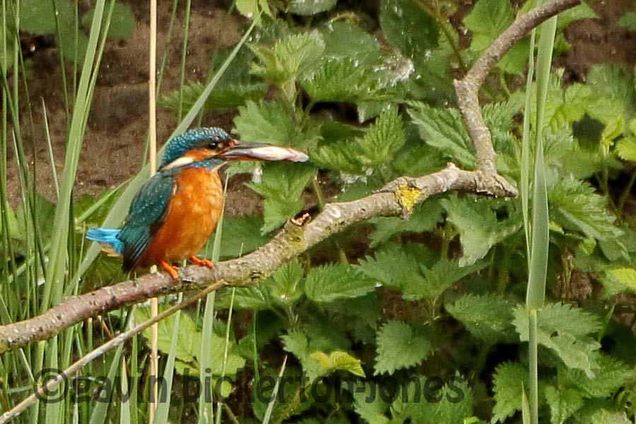 Kingfisher makes the paper!