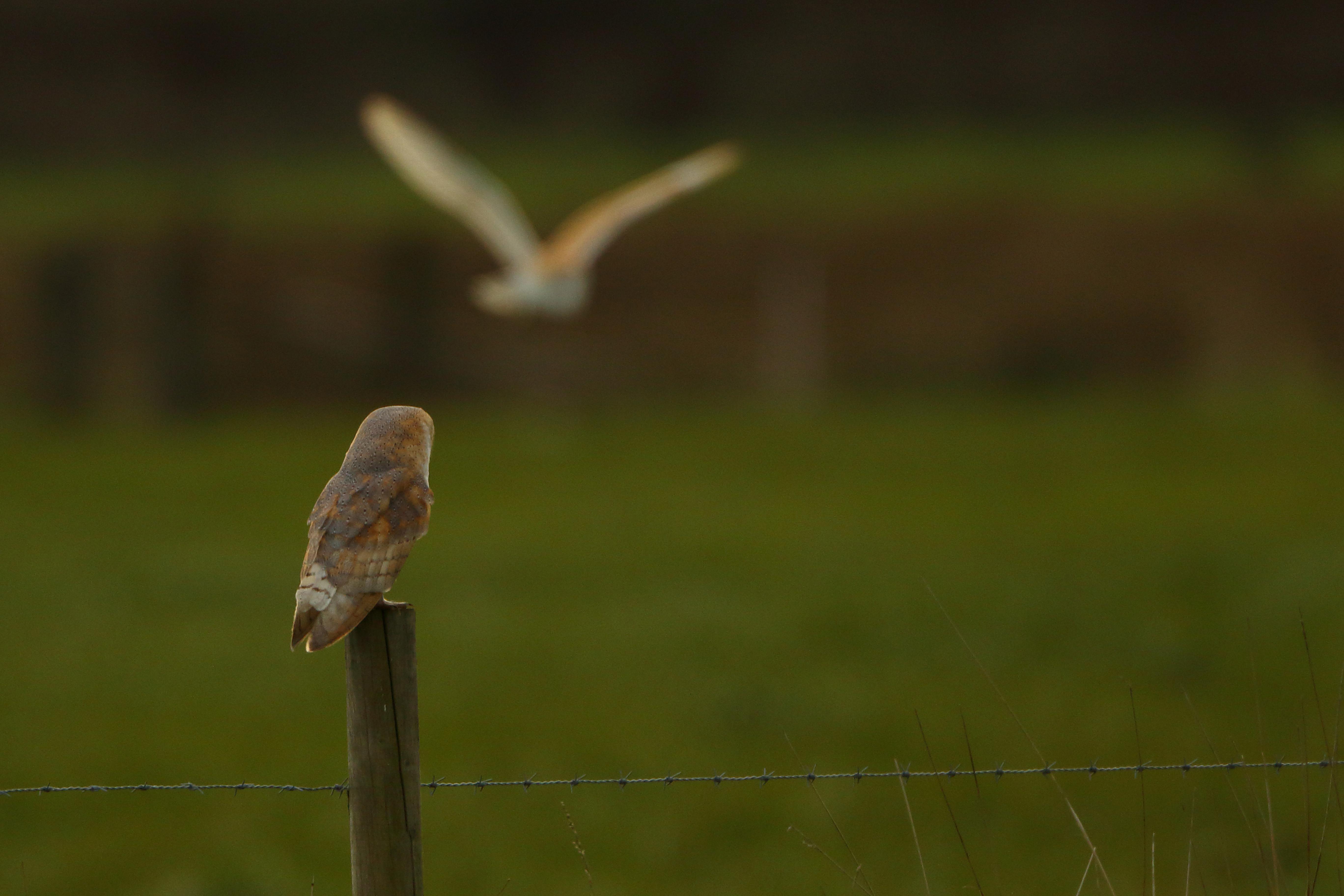 2 Owls in the same frame!