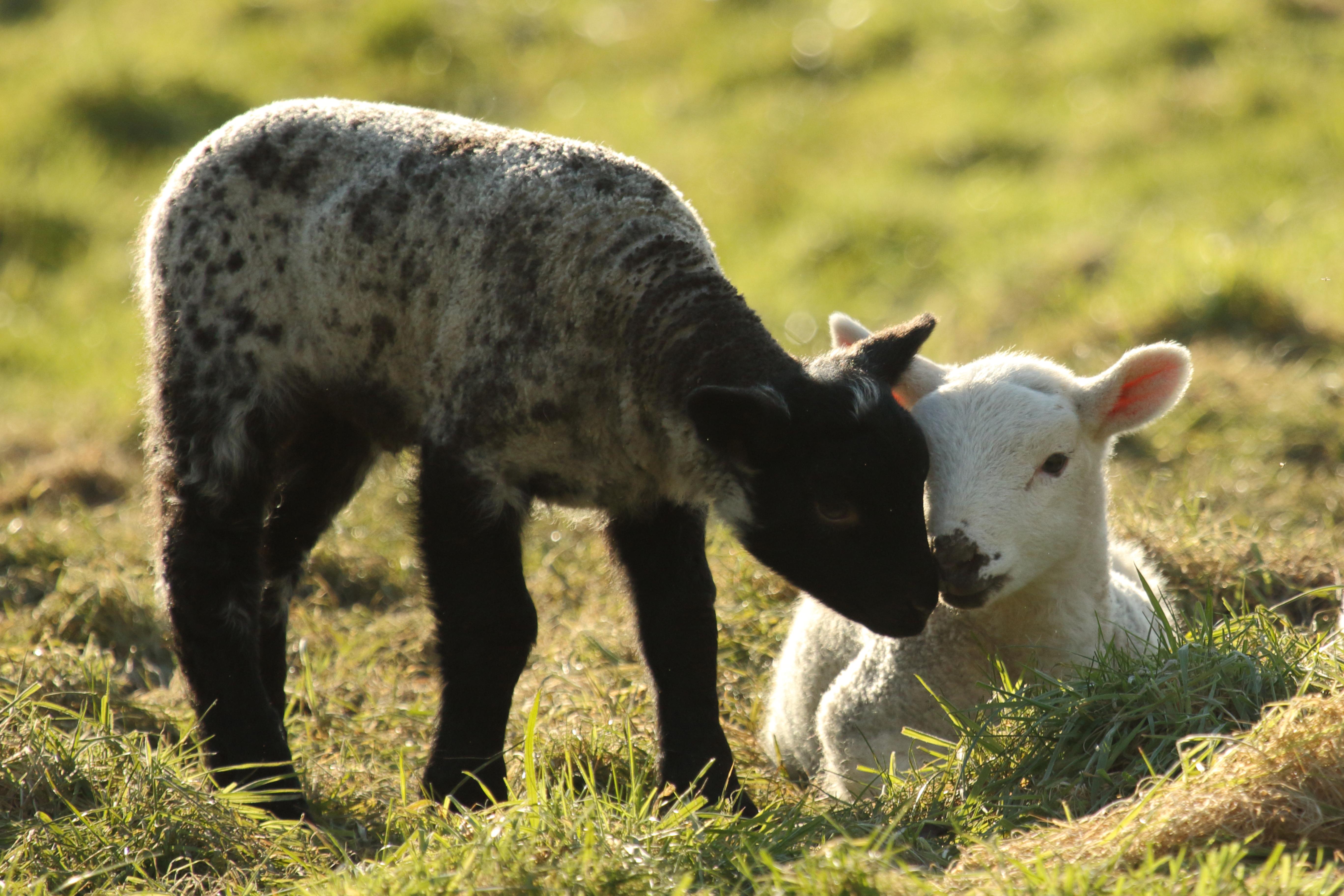 New Lambs!