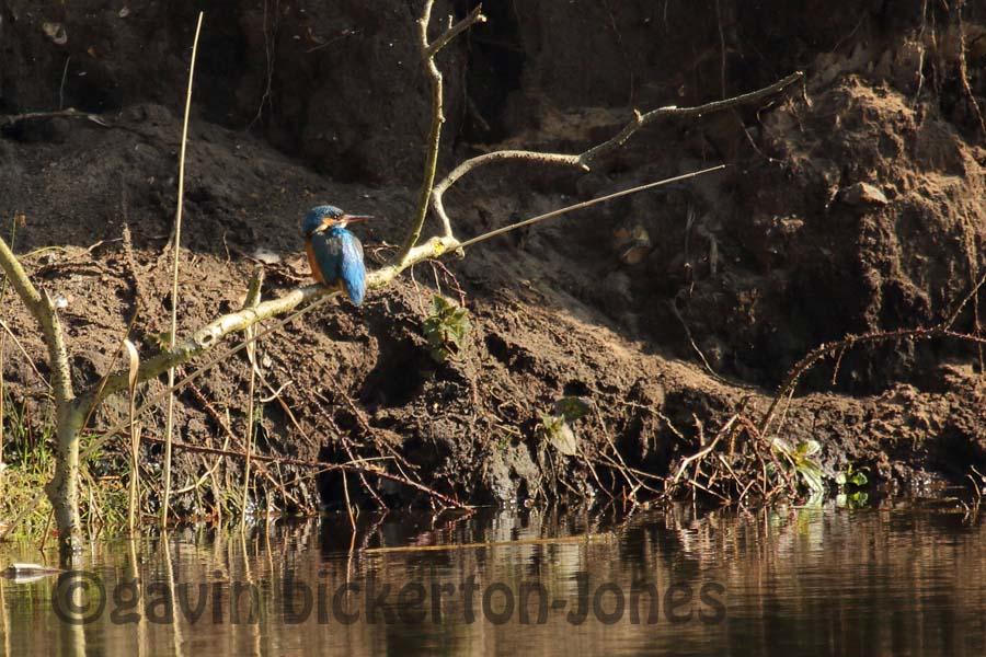 First Kingfisher Sighting