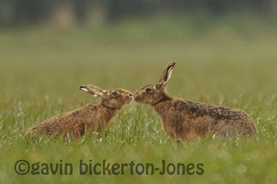 Mad March Hares getting frisky!