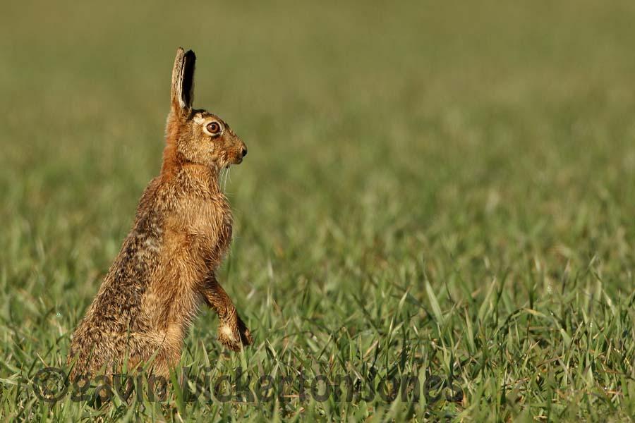 More Hares!