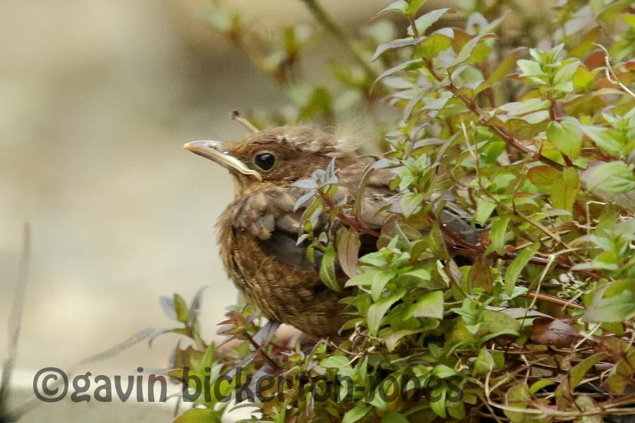 Blackbird fledgling.