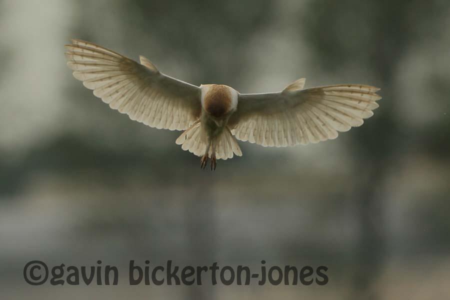 Barn Owls on the hunt.