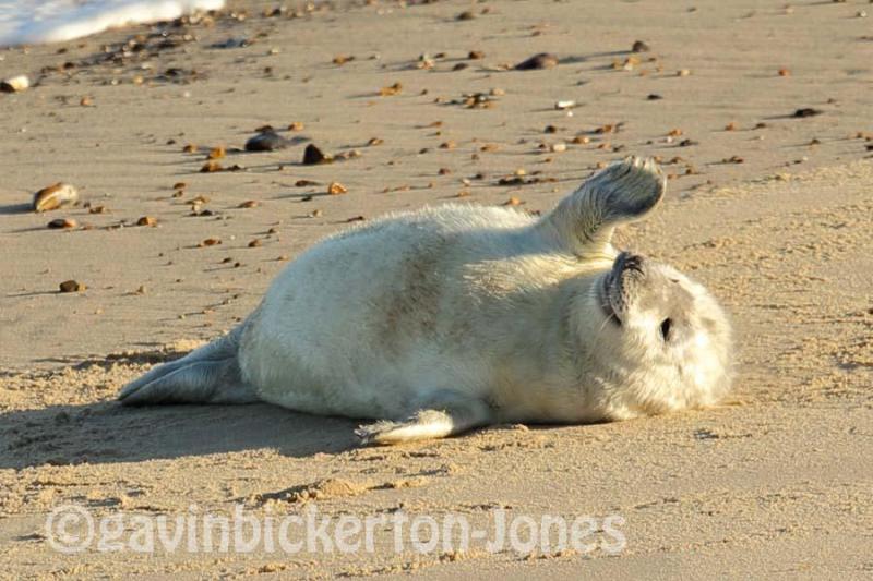 Seal Pups at Horsey