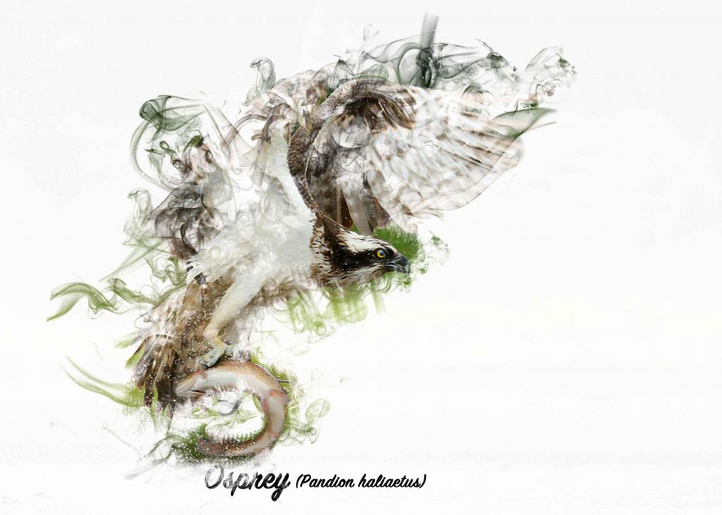 osprey_edited-2