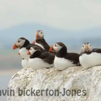 Puffins