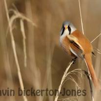 General Birdlife