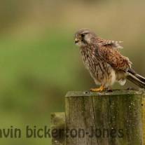 Birds of Prey
