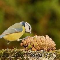 Garden Hide Photos