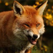tb_555a8157edfox.jpg
