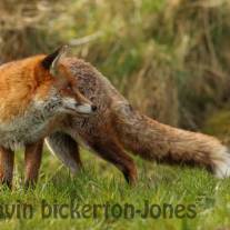 tb_555a8258edfox.jpg