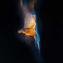 Diving Kingfishers