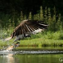 Ospreys