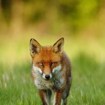 Fox