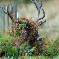Red Deer