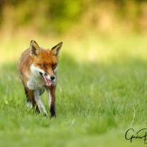 tb_foxa11z7411_ed.jpg