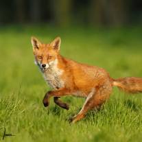 tb_foxa11z7435_ed.jpg