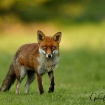 tb_foxa11z7455_ed.jpg