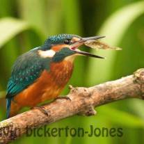 tb_kingfisher.jpeg