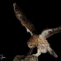 Night Wildlife Photography