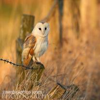 Barn Owls