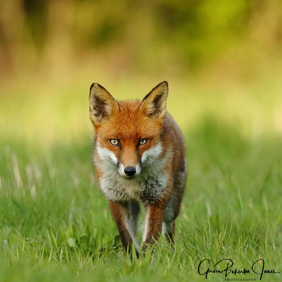 foxa11z7339_ed [foxa11z7339_ed.jpg]