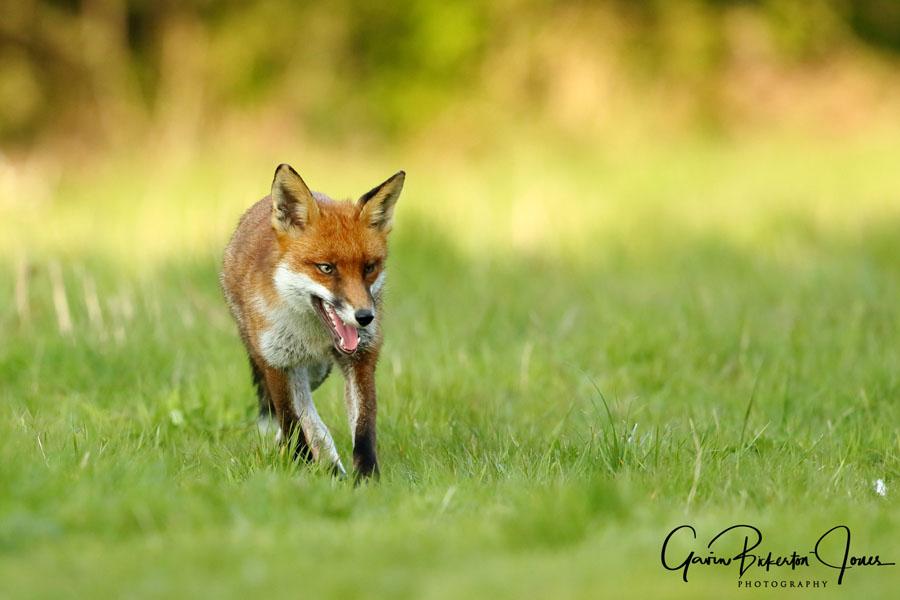foxa11z7411_ed [foxa11z7411_ed.jpg]