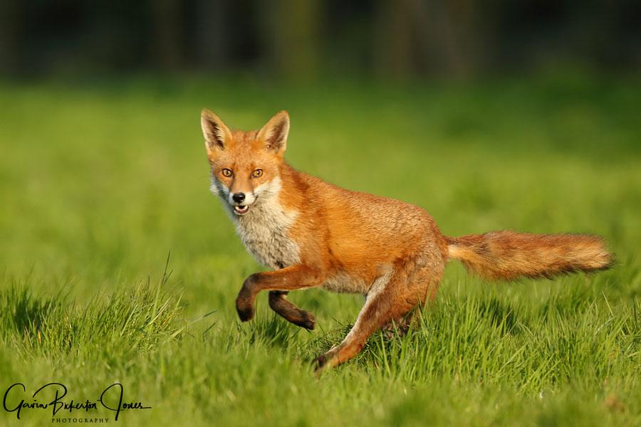 foxa11z7435_ed [foxa11z7435_ed.jpg]