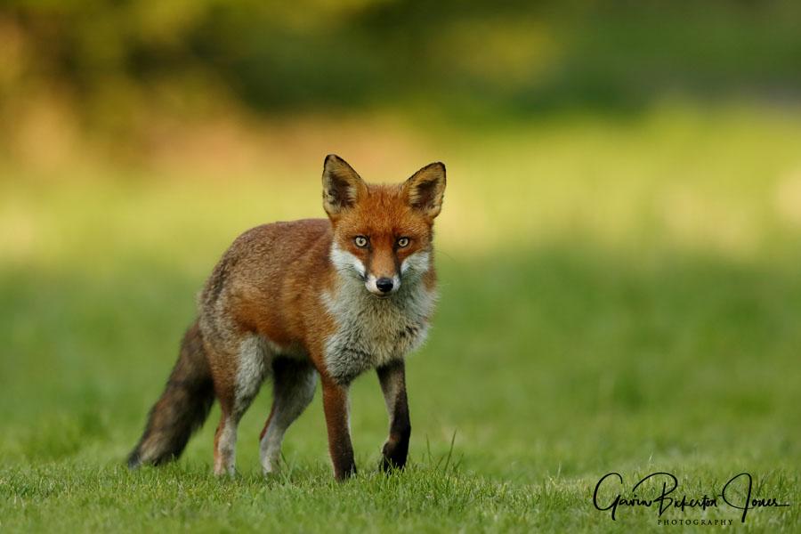 foxa11z7455_ed [foxa11z7455_ed.jpg]